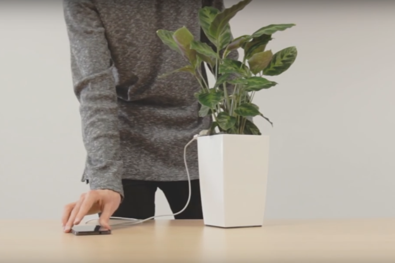 Bioo, la plante d&rsquo;appartement qui recharge votre portable