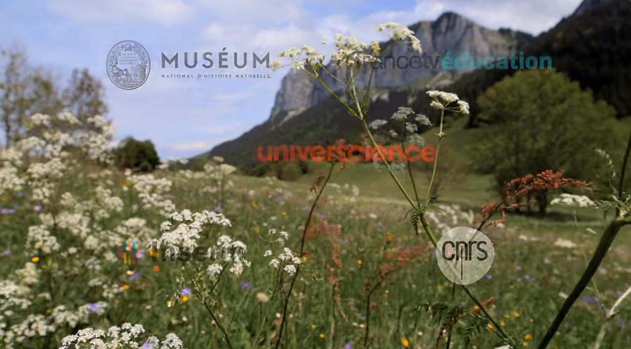 Les champignons guérisseurs