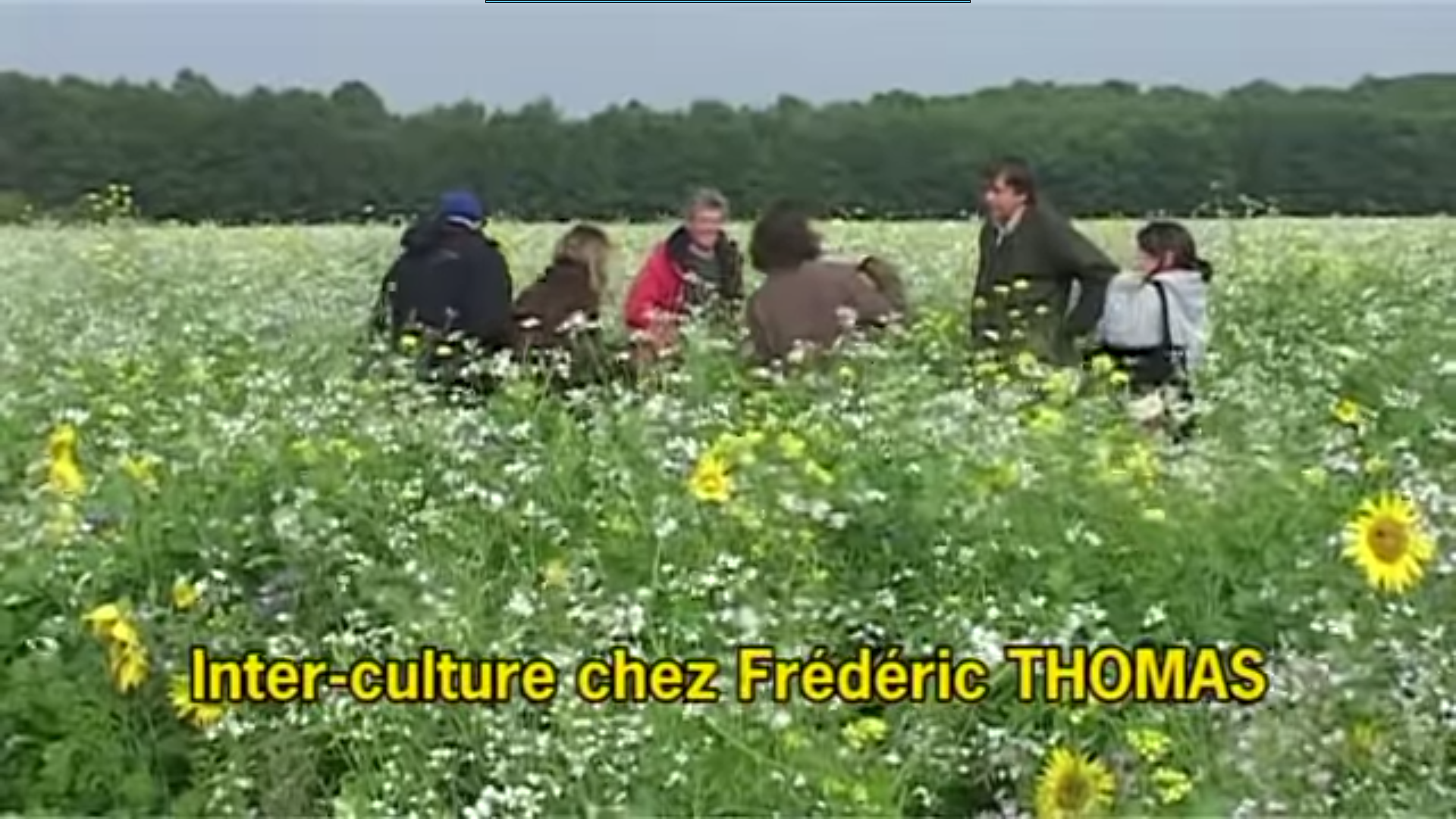 Cultiver sans désherber, sur sol vivant