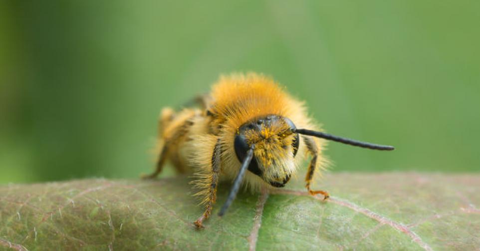L&rsquo;UE décide d&rsquo;interdire trois pesticides néonicotinoïdes jugés dangereux pour les abeilles