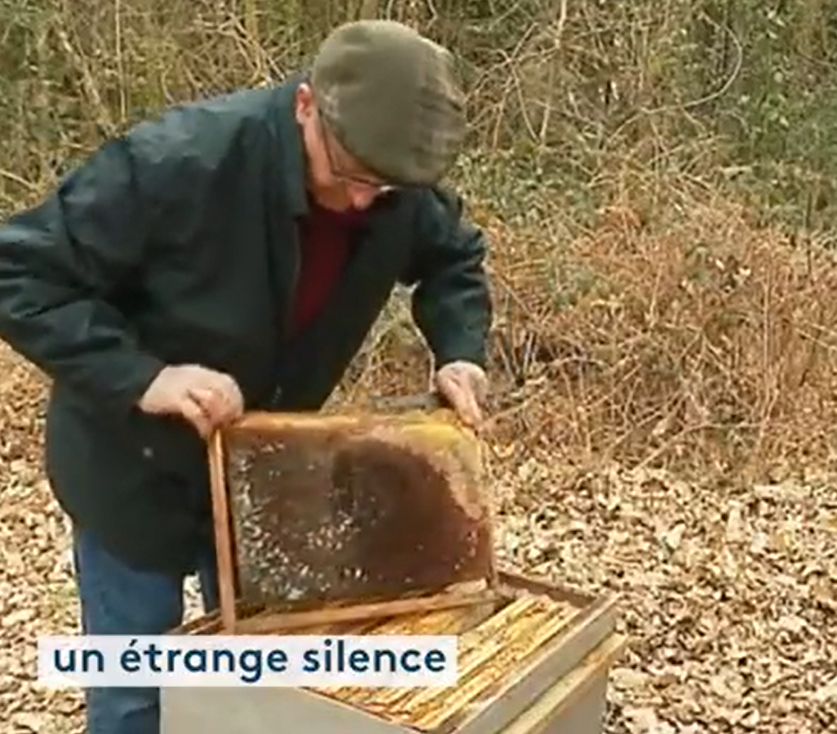 VIDEO : Disparition d&rsquo;abeilles en Haute-Vienne