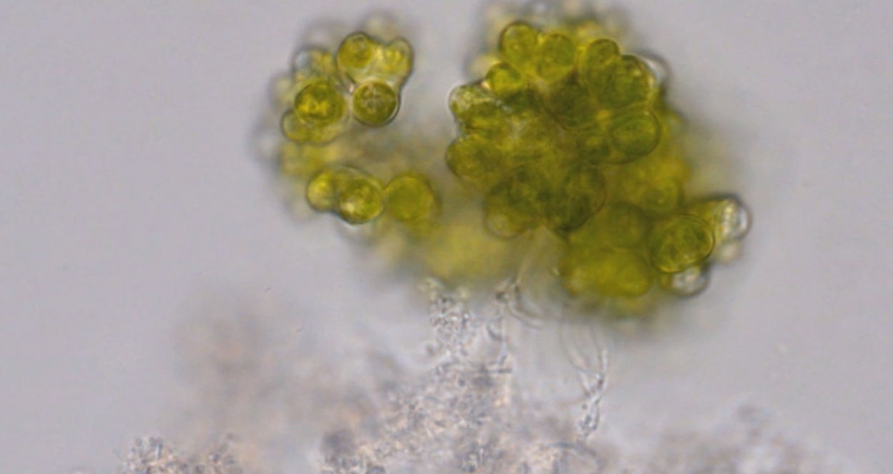 DES ALGUES DANS NOS VILLES