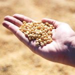 Une chenille hybride menace l&rsquo;agriculture mondiale
