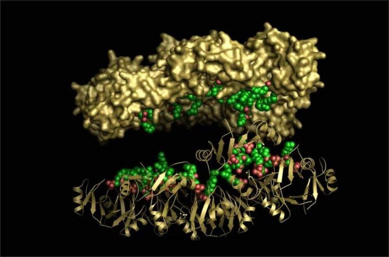 Une rare découverte d’un nouvel antibiotique