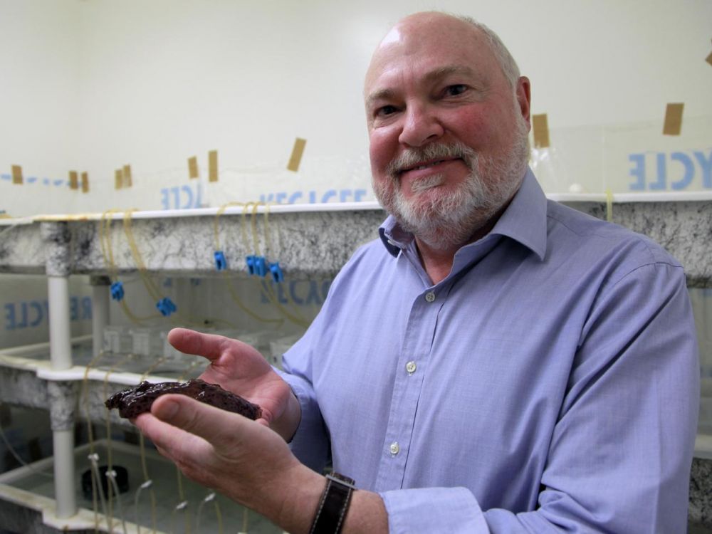 Des chercheurs transfèrent la mémoire d&rsquo;un escargot de mer à un autre !