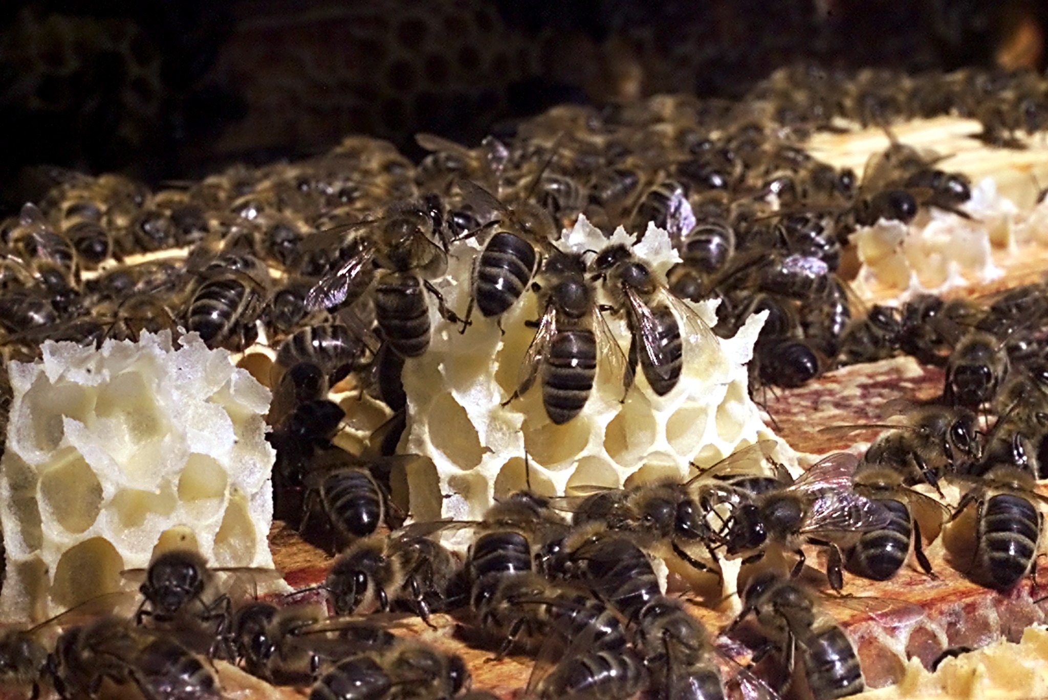 Les abeilles cubaines plus productives que les françaises? Oui, mais l&rsquo;absence de pesticides n&rsquo;est pas la seule raison