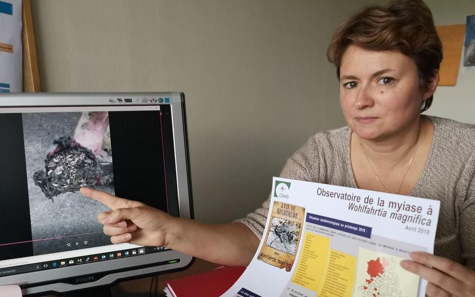 Une mouche tueuse envahit la Haute-Vienne