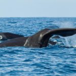 Une baleine meurt après avoir avalé 80 sacs en plastique