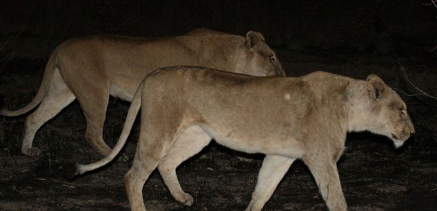 Les animaux se transforment en oiseaux de nuit (et c&rsquo;est de notre faute)