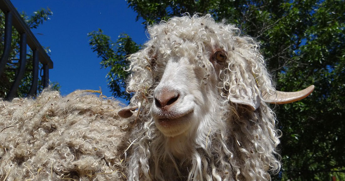 Victoire pour les animaux : de plus en plus de marques de vêtements renoncent à la laine de Mohair