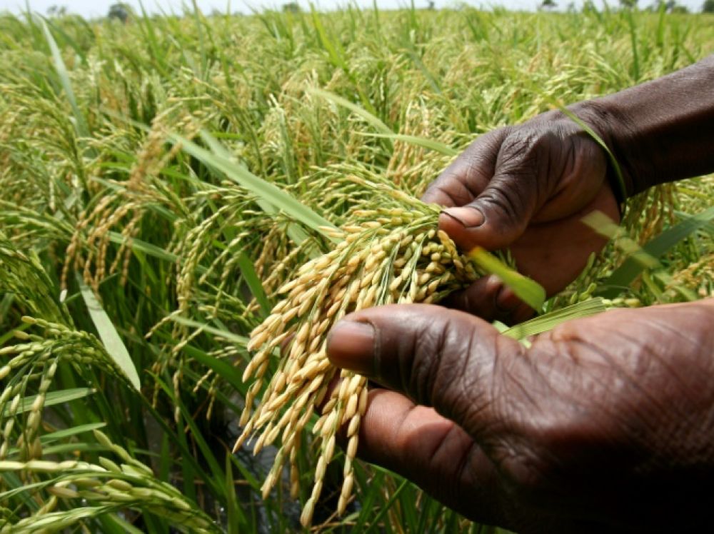 Le riz africain pour s&rsquo;adapter au réchauffement climatique
