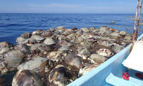 Mexique : trois cents tortues trouvées mortes dans le Pacifique