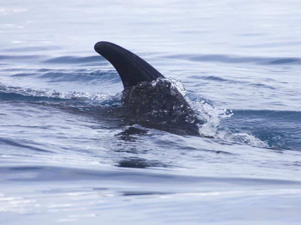 La baleine de Minke ne sera plus chassée en Islande
