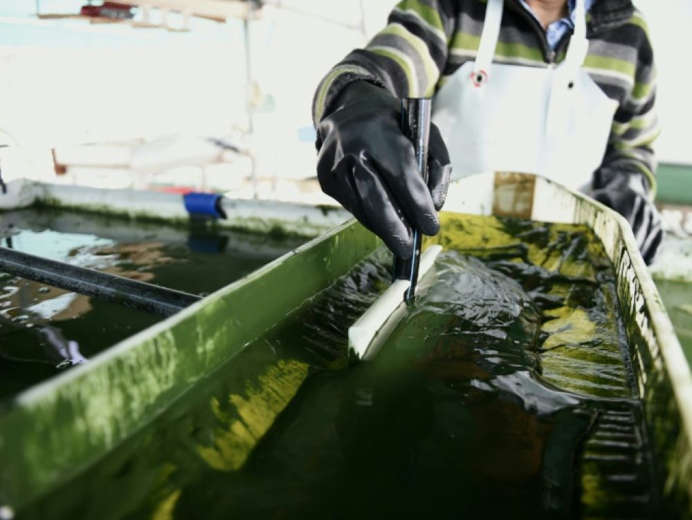 En Bretagne les micro-algues passent à la ferme