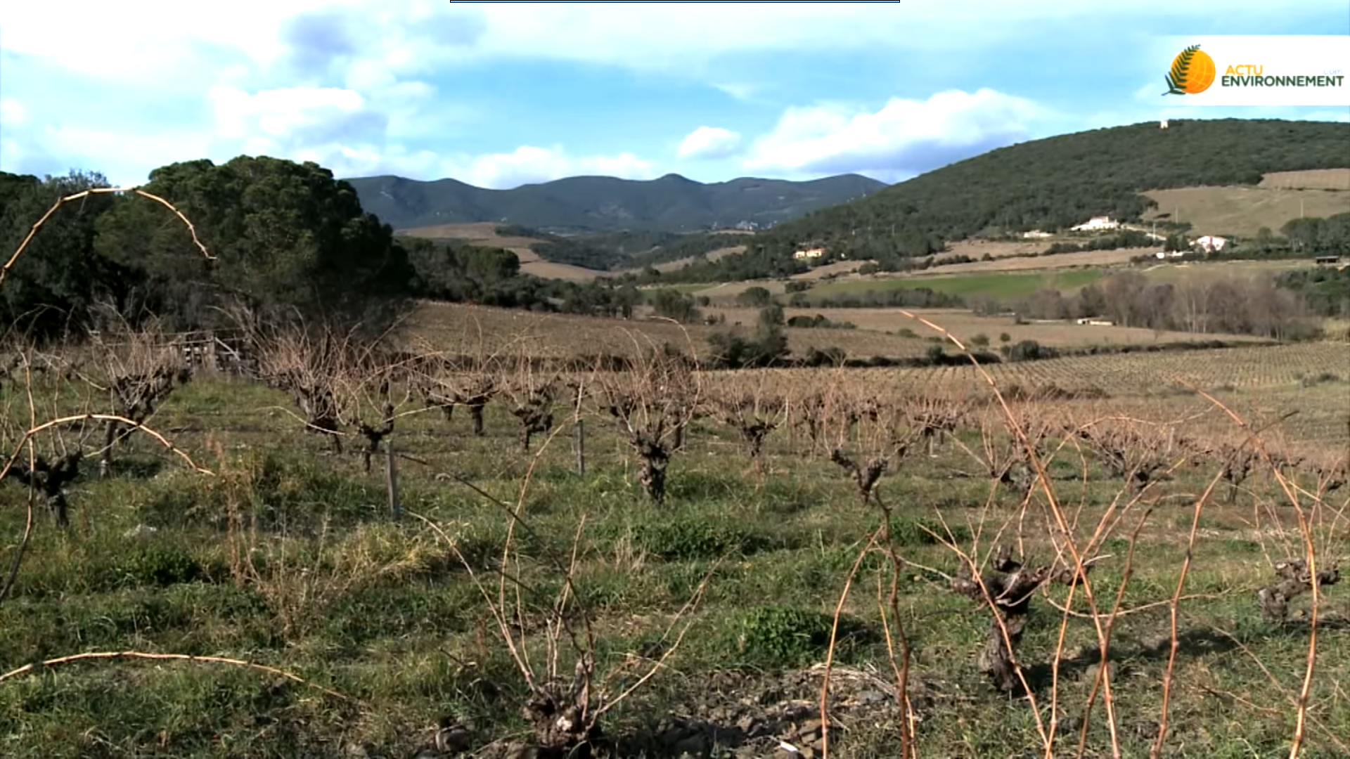 L’agroforesterie appliquée à la viticulture, ça marche !