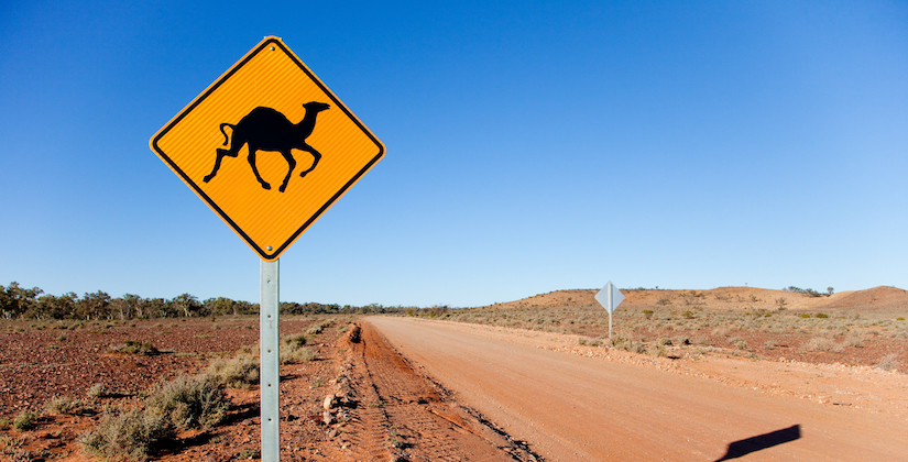 Australie : la vague de chaleur décime des milliers d’animaux