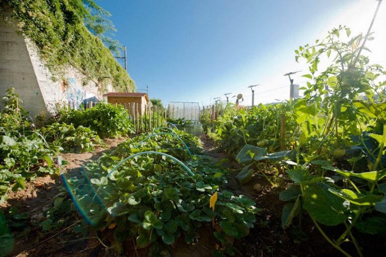 Les pesticides chimiques pour les jardiniers amateurs sont désormais interdits