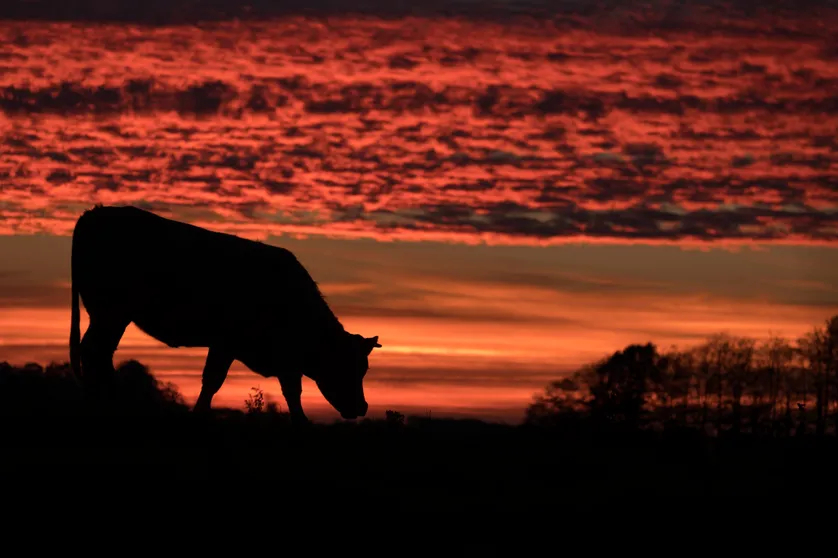 Les paysans se meurent