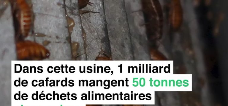 VIDEO : Voici l’arme secrète de la Chine pour lutter contre les déchets alimentaires