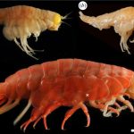 Microplastiques : nos vêtements empoisonnent les animaux même dans l’océan profond