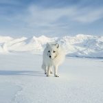 Fin de la fourrure en Norvège : et la France c’est pour quand ?