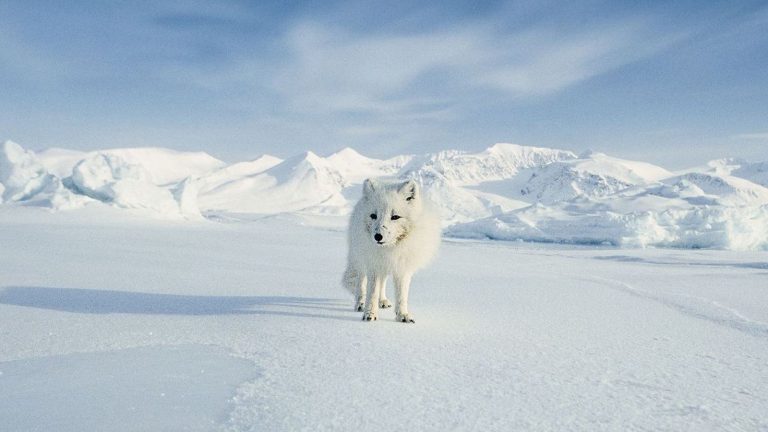 Fin de la fourrure en Norvège : et la France c’est pour quand ?