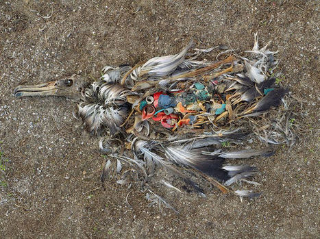 99% des oiseaux marins auront avalé du plastique d&rsquo;ici 2050