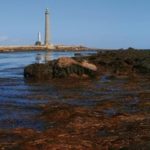 Ces algues brunes peuvent sauver la planète