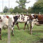 « C&rsquo;est possible autrement » : dans l&rsquo;Orne, des agriculteurs racontent comment ils ont arrêté le glyphosate