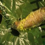 Cette larve de papillon raffole du plastique (pour le manger)