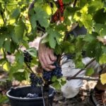 Changement climatique: demain des vignes en Suède, peut-être plus en Argentine