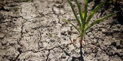 Climat : les investisseurs de plus en plus préoccupés par le risque financier