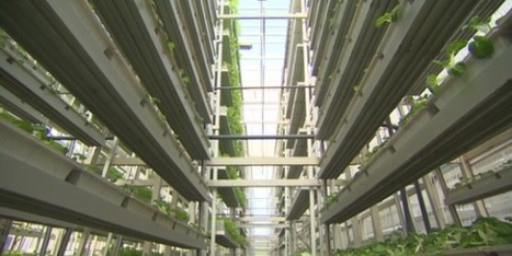 De plus en plus de fermes verticales