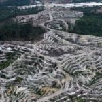 Déforestation : l&rsquo;Indonésie a fait pire que le Brésil