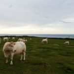 Des agriculteurs tiraillés entre souci de productivité et respect de l’écologie