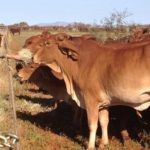 Des algues permettent d’éliminer le méthane des pets de vaches
