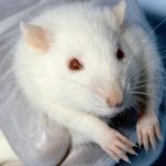 Des chercheurs créent un rat cyborg plus intelligent que ses congénères