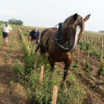 En France, le labour des vignes au cheval en pleine renaissance