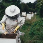 Extinction des abeilles : 310 ruches supprimées sur 480 cet hiver