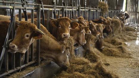 Ferme aux 4 000 bovins. Avis défavorable du commissaire-enquêteur