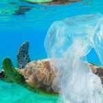 Fin des sacs plastique jetables : le décret est publié