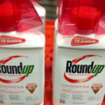Glyphosate : une agence de sécurité alimentaire accusée d’avoir copié-collé un rapport de Monsanto