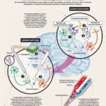 Incroyable ! Ils ont créé un neurone artificiel fonctionnel, une première