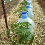 Irrigation solaire au goutte à goutte : une technique gratuite à la portée de tous – ecoloPop