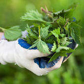 Jardiner sans pesticides : Le purin d’ortie sauvé, le décret sur les PNPP est publié