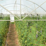 La puissance des données et de l&rsquo;IA au service de l&rsquo;agriculture
