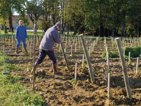 La vigne à l’épreuve du réchauffement