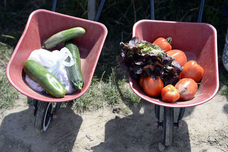 L&rsquo;agriculture bio continue de gagner du terrain dans l&rsquo;UE