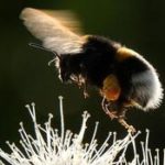Le bourdon, insecte pollinisateur, menacé d&rsquo;extinction par un pesticide néonicotinoïde