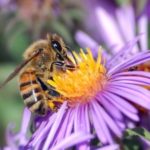 Le Parlement des enfants banit les pesticides et vote pour une autoroute des abeilles